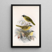 Aves Pl 09 - Frederick DuCane Godman — quadro incorniciato alla parete