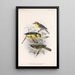Aves Pl 10 - Frederick DuCane Godman — quadro incorniciato alla parete