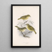 Aves Pl 12 - Frederick DuCane Godman — quadro incorniciato alla parete