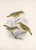 Aves Pl 12 - Frederick DuCane Godman — vista dell’opera
