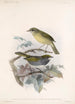 Aves Pl 13 - Frederick DuCane Godman — vista dell’opera