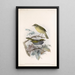 Aves Pl 13 - Frederick DuCane Godman — quadro incorniciato alla parete