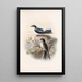 Aves Pl 15 - Frederick DuCane Godman — quadro incorniciato alla parete