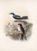 Aves Pl 15 - Frederick DuCane Godman — vista dell’opera