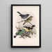 Aves Pl 16 - Frederick DuCane Godman — quadro incorniciato alla parete