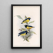 Aves Pl 17 - Frederick DuCane Godman — quadro incorniciato alla parete