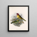 Aves Pl 18 - Frederick DuCane Godman — quadro incorniciato alla parete