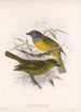 Aves Pl 21 - Frederick DuCane Godman — vista dell’opera