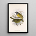 Aves Pl 21 - Frederick DuCane Godman — quadro incorniciato alla parete