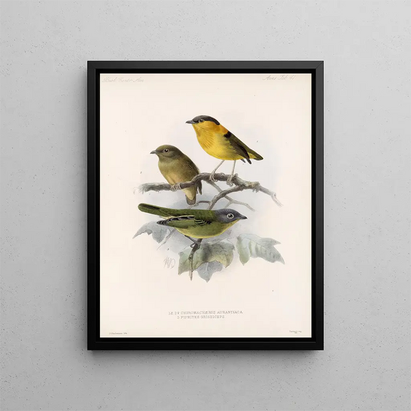 Frederick DuCane Godman - Aves Pl 42.webp