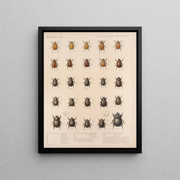 Frederick DuCane Godman - Insecta Coleoptera Pl 018.webp