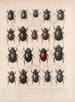 Insetti Coleotteri Pl 019 - Frederick Du Cane Godman — vista dell’opera