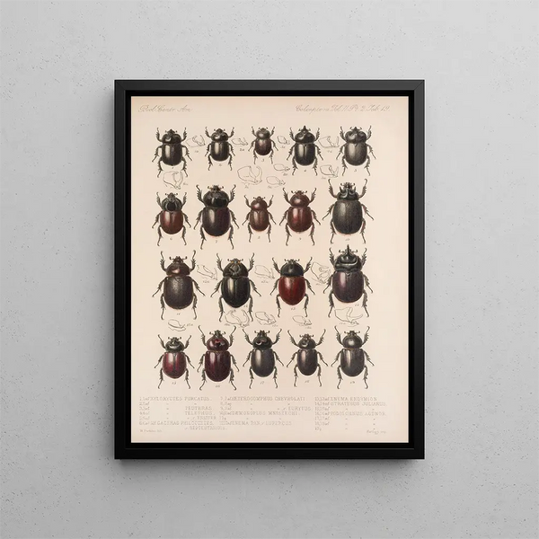 Frederick DuCane Godman - Insecta Coleoptera Pl 019.webp