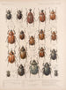 Insetti Coleotteri Pl 020 - Frederick Du Cane Godman — vista dell’opera