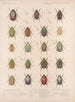 Insetti Coleotteri Pl 022 - Frederick Du Cane Godman — vista dell’opera