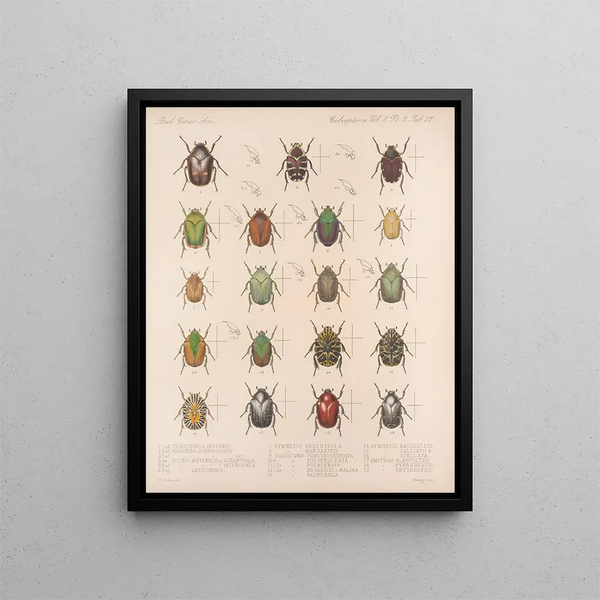 Frederick DuCane Godman - Insecta Coleoptera Pl 022.webp