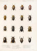Insecta Coleoptera Pl 038 - Frederick DuCane Godman — vista dell’opera