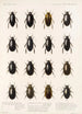 Insecta Coleoptera Pl 039 - Frederick DuCane Godman | Reproduction — vista dell’opera