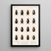 Insecta Coleoptera Pl 039 - Frederick DuCane Godman | Reproduction — quadro incorniciato alla parete