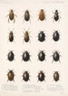Insecta Coleoptera Pl 040 - Frederick DuCane Godman | Reproduction — vista dell’opera