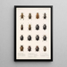 Insecta Coleoptera Pl 040 - Frederick DuCane Godman | Reproduction — quadro incorniciato alla parete