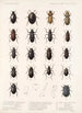 Insecta Coleoptera Pl 041 - Frederick DuCane Godman — vista dell’opera