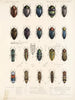 Insetti Coleotteri Pl 064 - Frederick Du Cane Godman — vista dell’opera