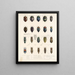 Insetti Coleotteri Pl 064 - Frederick Du Cane Godman — quadro incorniciato alla parete