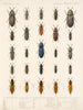 Insetti Coleotteri Pl 067 - Frederick Du Cane Godman — vista dell’opera