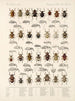 Insetti Coleotteri Pl 158 - Frederick Du Cane Godman — vista dell’opera