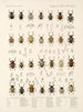 Insetti Coleotteri Pl 160 - Frederick Du Cane Godman — vista dell’opera