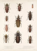 Insecta Coleoptera Pl 207 - Frederick DuCane Godman — vista dell’opera