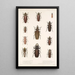Insecta Coleoptera Pl 207 - Frederick DuCane Godman — quadro incorniciato alla parete