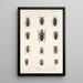 Insecta Coleoptera Pl 208 - Frederick DuCane Godman — quadro incorniciato alla parete