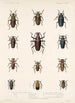 Insecta Coleoptera Pl 208 - Frederick DuCane Godman — vista dell’opera
