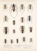 Insetti Coleotteri Pl 209 - Frederick Du Cane Godman — vista dell’opera