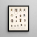 Insetti Coleotteri Pl 209 - Frederick Du Cane Godman — quadro incorniciato alla parete