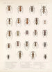 Insecta Coleoptera Pl 210 - Frederick DuCane Godman — vista dell’opera
