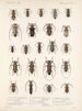 Insetti Coleotteri Pl 214 - Frederick Du Cane Godman — vista dell’opera