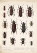 Insecta Coleoptera Pl 222 - Frederick DuCane Godman — vista dell’opera