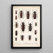 Insecta Coleoptera Pl 222 - Frederick DuCane Godman — quadro incorniciato alla parete