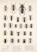 Insecta Coleoptera Pl 228 - Frederick DuCane Godman — vista dell’opera