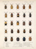 Insetti Coleotteri Pl 234 - Frederick Du Cane Godman — vista dell’opera