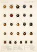 Insecta Coleoptera Pl 298 - Frederick DuCane Godman — vista dell’opera