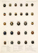 Insecta Coleoptera Pl 299 - Frederick DuCane Godman — vista dell’opera
