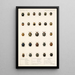 Insecta Coleoptera Pl 299 - Frederick DuCane Godman — quadro incorniciato alla parete