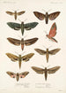 Insecta Lepidoptera Heterocera Pl 001 - Frederick DuCane Godman — vista dell’opera