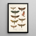 Insecta Lepidoptera Heterocera Pl 001 - Frederick DuCane Godman — quadro incorniciato alla parete