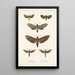 Insecta Lepidoptera Heterocera Pl 002 - Frederick DuCane Godman — quadro incorniciato alla parete