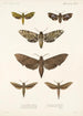 Insecta Lepidoptera Heterocera Pl 002 - Frederick DuCane Godman — vista dell’opera